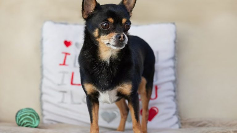 Cute black tan Chihuahua standing indoors with a heart-themed pillow.